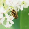 Syrphus sp.